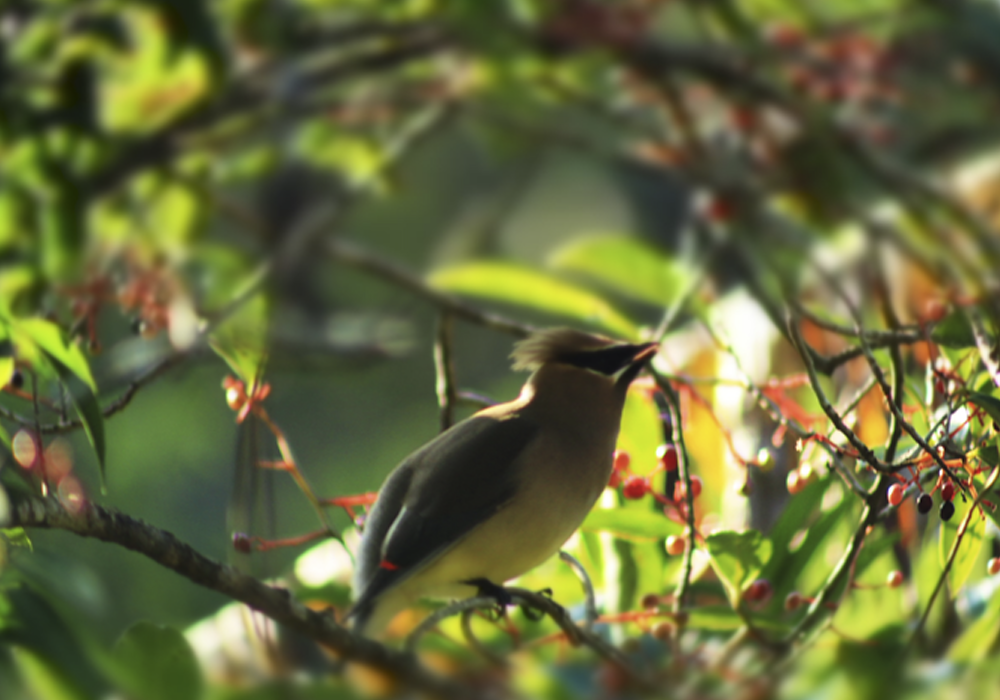 aves-de-los-tuxtlas