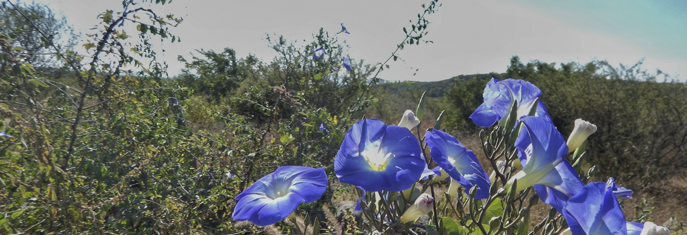 Flores de Guanajuato